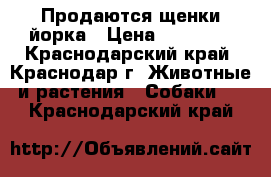 Продаются щенки йорка › Цена ­ 15 000 - Краснодарский край, Краснодар г. Животные и растения » Собаки   . Краснодарский край